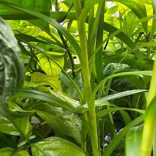 kurak pitang do not hack