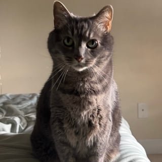 ★♡Pøpp¥_Çãť§♡★