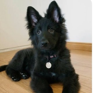 -Alk4lin3 The Canine!-