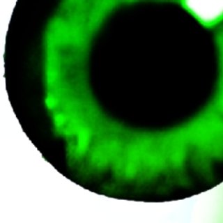 TBZWTL_2026🇬🇹🇧🇷🇨🇦🇭🇳